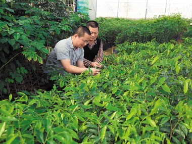 鄢陵苗木技术咨询推动产业升级转型