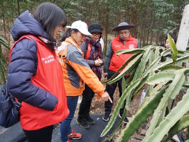 绿色产业繁荣新动力，苗木种植技术咨询服务引领发展